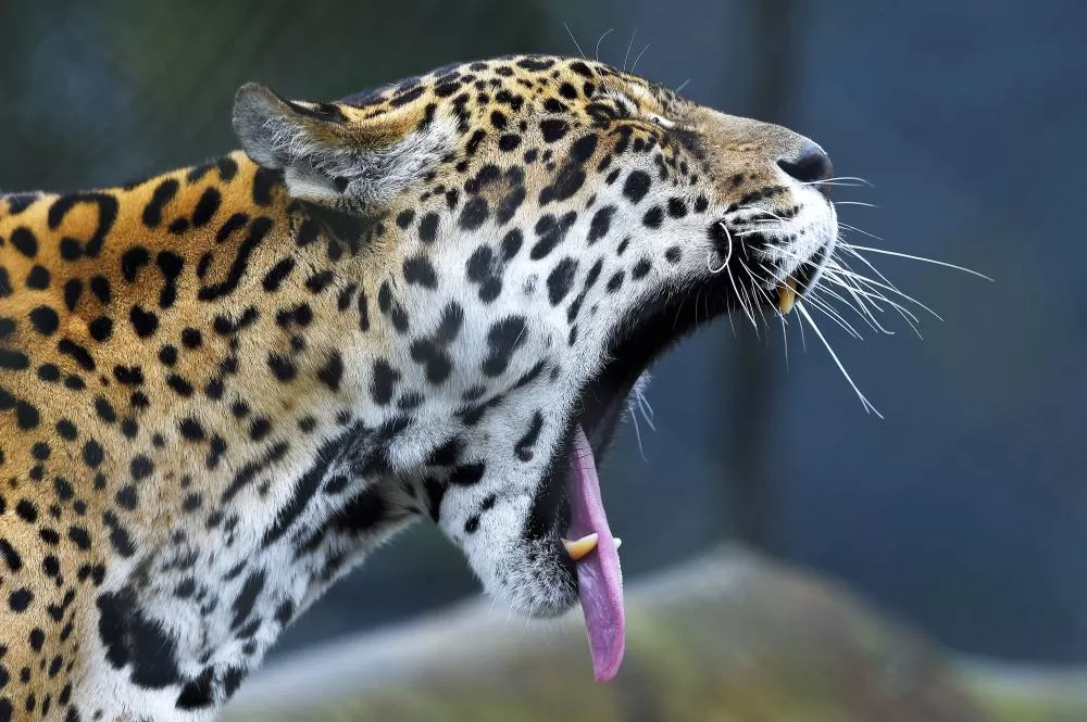 Instituto Água e Terra organiza na quinta-feira (30) o curso intensivo “Atendimento a Ocorrências com Grandes Felinos: Coexistência, Manejo e Prevenção de Conflitos“. Foto: Denis Ferreira Netto/SEDEST