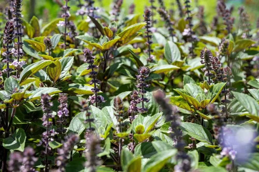 Crédito: William Brisida/Itaipu Binacional.