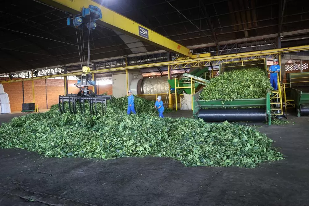 Arranjo de pesquisa sobre erva-mate vai impulsionar inovações na cadeia produtiva Foto: Gilson Abreu/Arquivo AEN