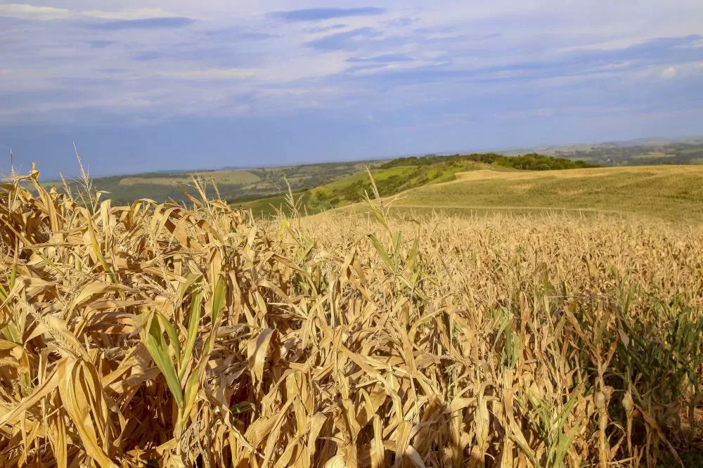 Monitor de Secas: Campos Gerais, Norte Pioneiro e Leste tiveram pouca chuva em outubro Foto: Gilson Abreu/AEN