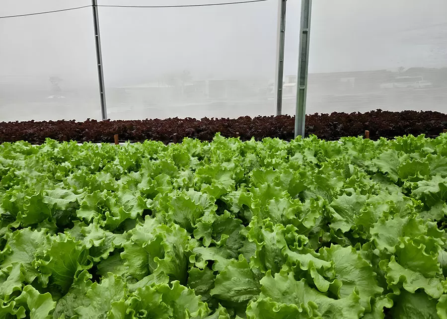 Foto: Diva Gonçalves