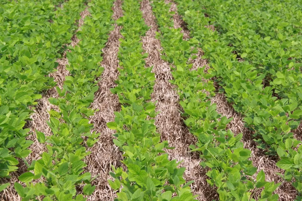 Foto: Gabriel Faria/Embrapa