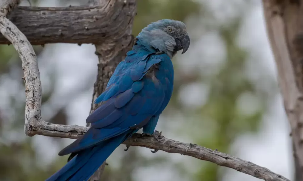  Miguel Monteiro/ICMBio