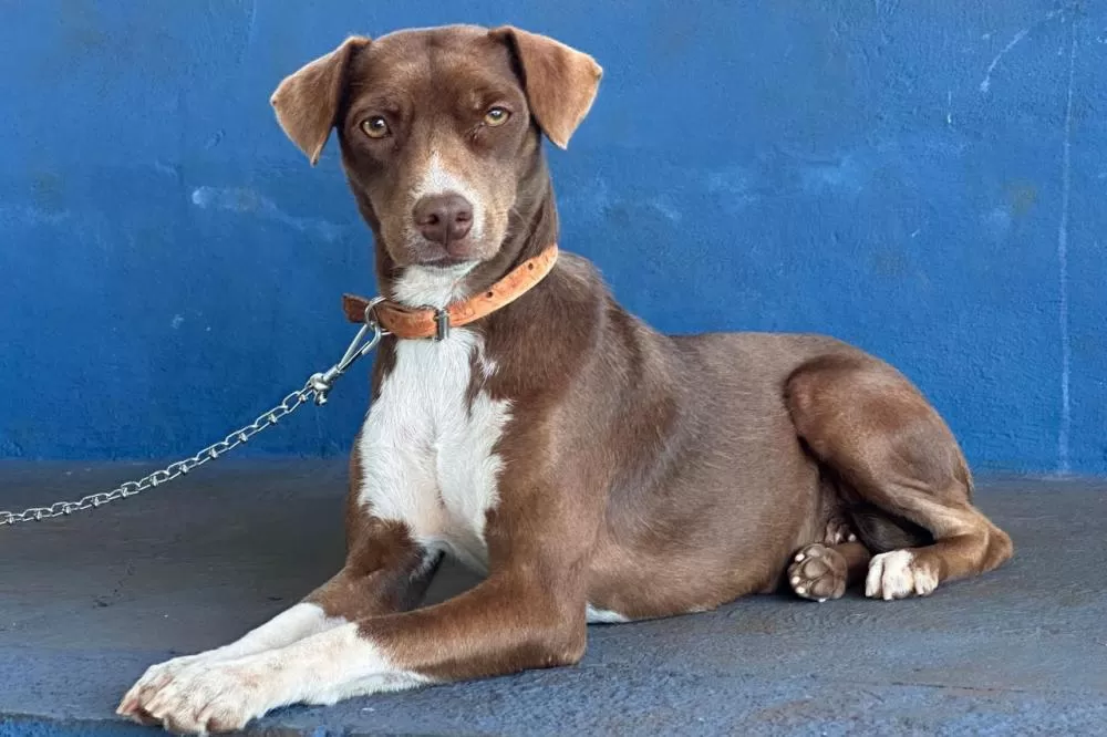 Mutirão do CastraPet vai beneficiar cães e gatos de 20 municípios do Paraná em dezembro Foto: IAT