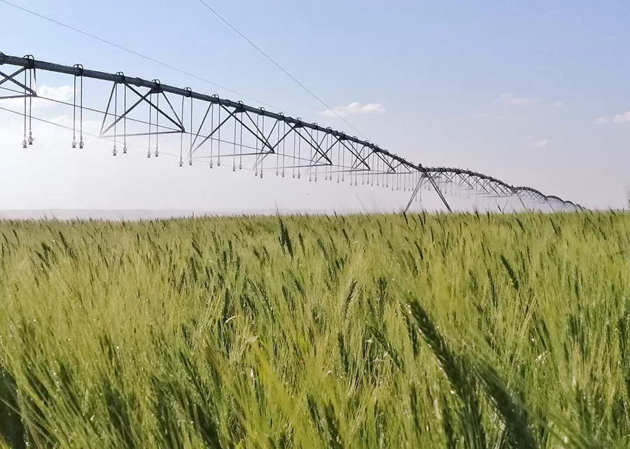 Irrigação estratégica do trigo no Cerrado reduz pela metade a emissão de gases de efeito estufa