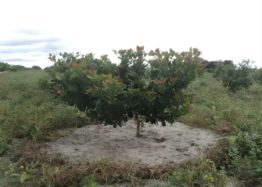 Foto: Luiz Augusto Serrano