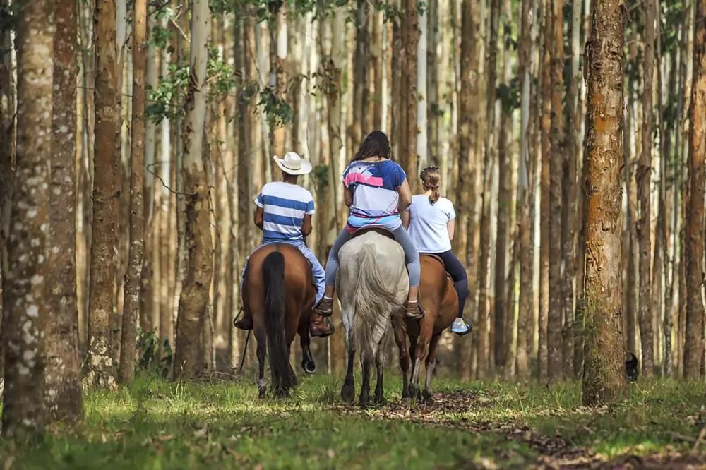 Turismo Rural no Paraná pesquisa mostra setor em expansão e perfil qualificado de empreendedores Foto: SETU