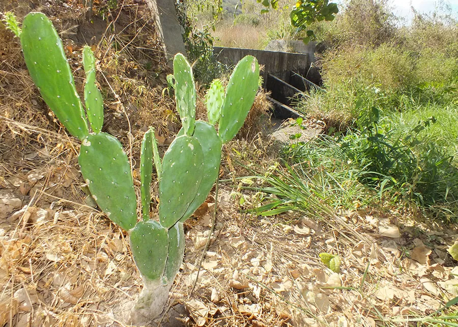 Foto: Fernando Gregio