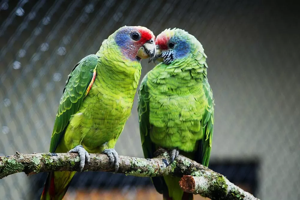 Instituto Água e Terra elaborou um informativo para orientar quem deseja comprar espécies da fauna silvestre de forma legal no Paraná. Foto: Denis Ferreira Netto/SEDEST