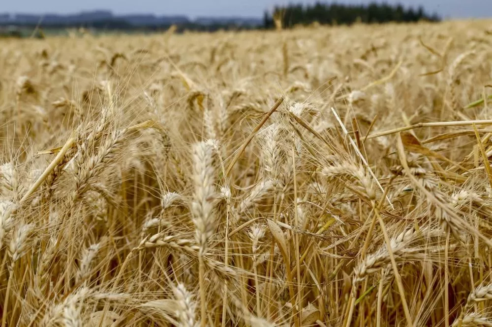 Valor Bruto da Produção Agropecuária do Paraná deve ultrapassar R$ 200 bilhões em 2025 Foto: Gilson Abreu/Arquivo AEN