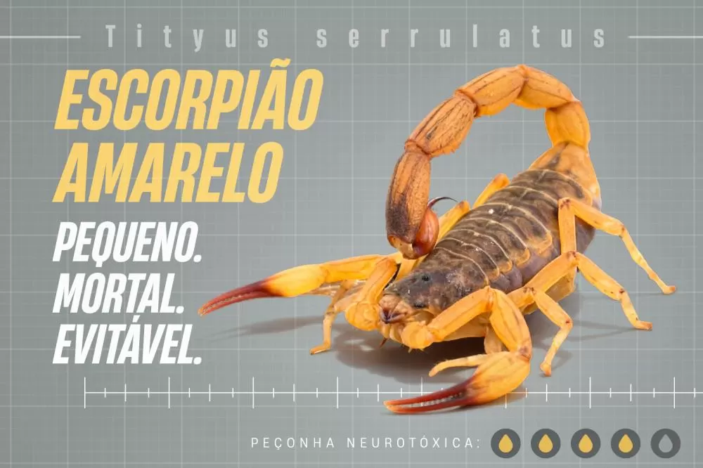 Sesa lança campanha para reforçar cuidados com picadas de escorpiões Foto: Reprodução/SESA