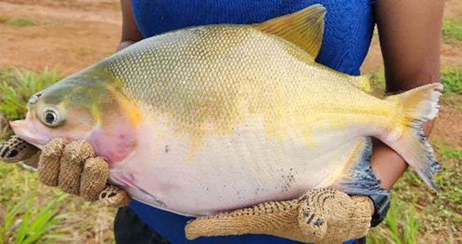 Os impactos ambientais da produção de tambaqui, em comparação com outras atividades agropecuárias, são menores.