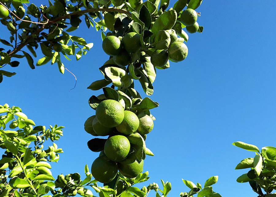(Foto: Divulgação)