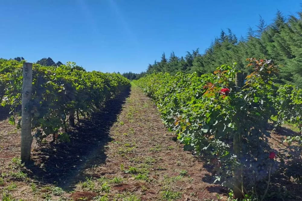 Programa de apoio à viticultura completa seis anos e beneficia mais de 400 produtores familiares Foto: SEAB