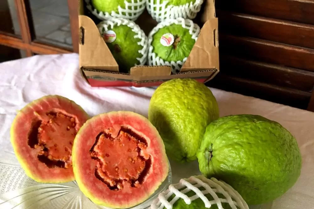 Com apoio do Estado, Carlópolis faz primeira exportação direta de goiaba e triplica valor pago ao produtor Foto: IDR