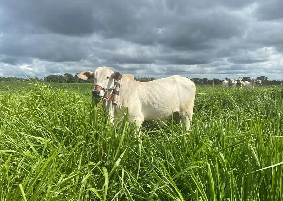 Foto: Thais Rodrigues de Sousa