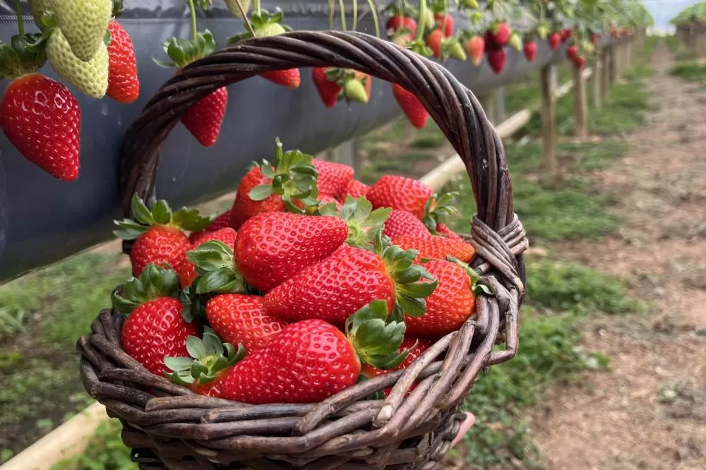 Rota Turística do Morango integra agricultura e turismo e amplia renda nas propriedades rurais do Paraná Foto: SEAB