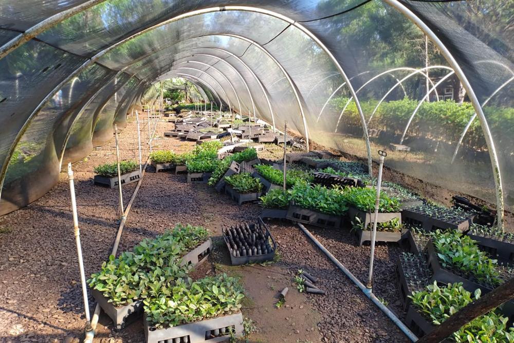 Danificado pela chuva, o viveiro do IAT em Pitanga perdeu cerca de 60% da produção de mudas. Foto: IAT-PR