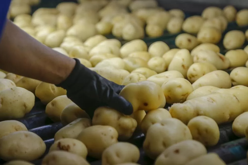 Palmas se consolida como principal produtor de sementes de soja e batata do Paraná