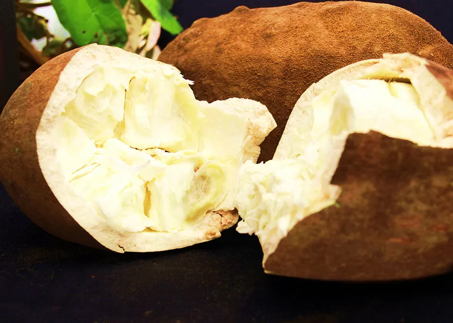 Genes identificados do cupuaçu relacionados à resistência à vassoura-de-bruxa