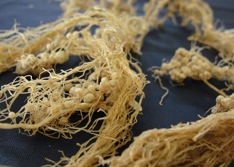 Pesquisa avançada no desenvolvimento de feijão mais eficiente em fixação biológica de nitrogênio