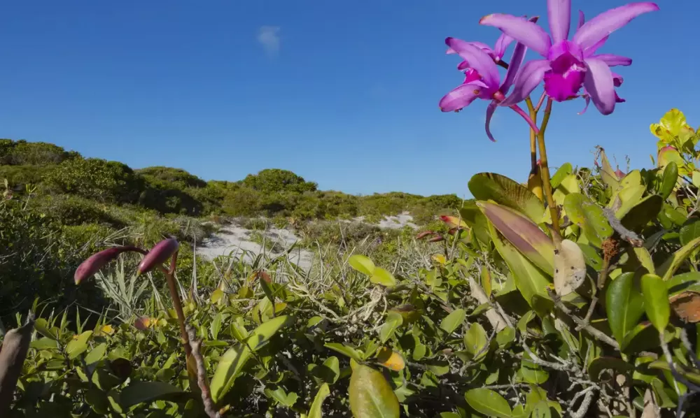 Gustavo Pedro/Divulgação