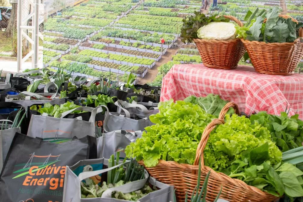 Programa de hortas urbanas da Copel ganhou 32 novas unidades em 2025