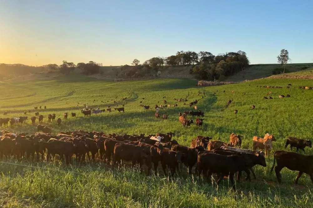 Portaria da Adapar intensifica regras para combate à brucelose e tuberculose bovina no Paraná Foto: SEAB