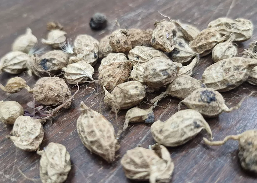 Foto: Marcos Esteves