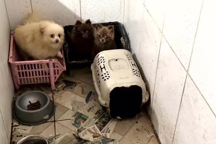 Operação resgata 50 cães da raça spitz alemão em situação de maus-tratos em Piraquara Foto: PCPR