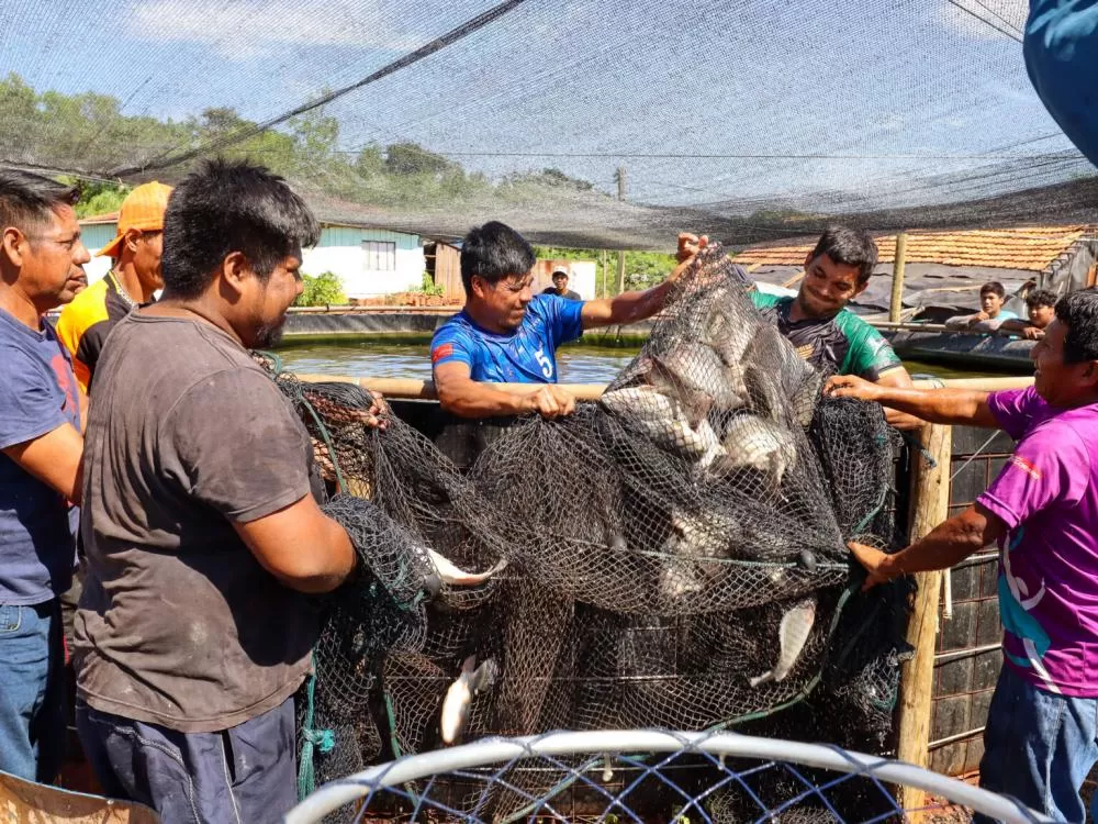 Despesca foi realizada na comunidade Aty Mirĩ, em Itaipulândia. Fotos: Fabio Conterno/FLD.