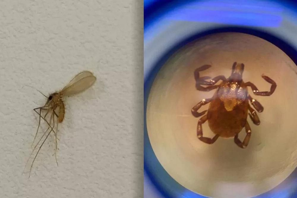 Carrapato e mosquito-palha: Saúde reforça cuidados contra transmissores de doenças Foto: SESA