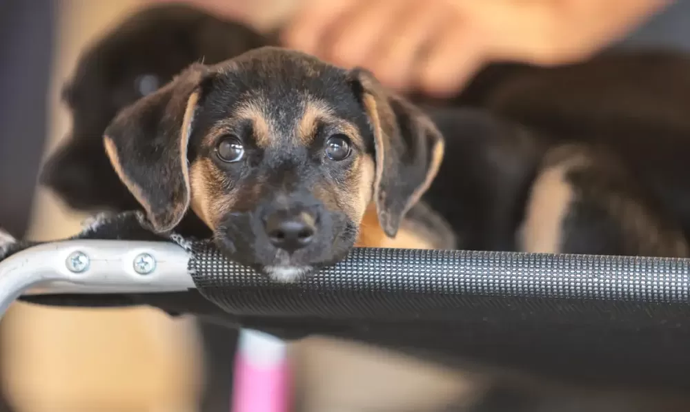 Paulo Pinto/Agência Brasil