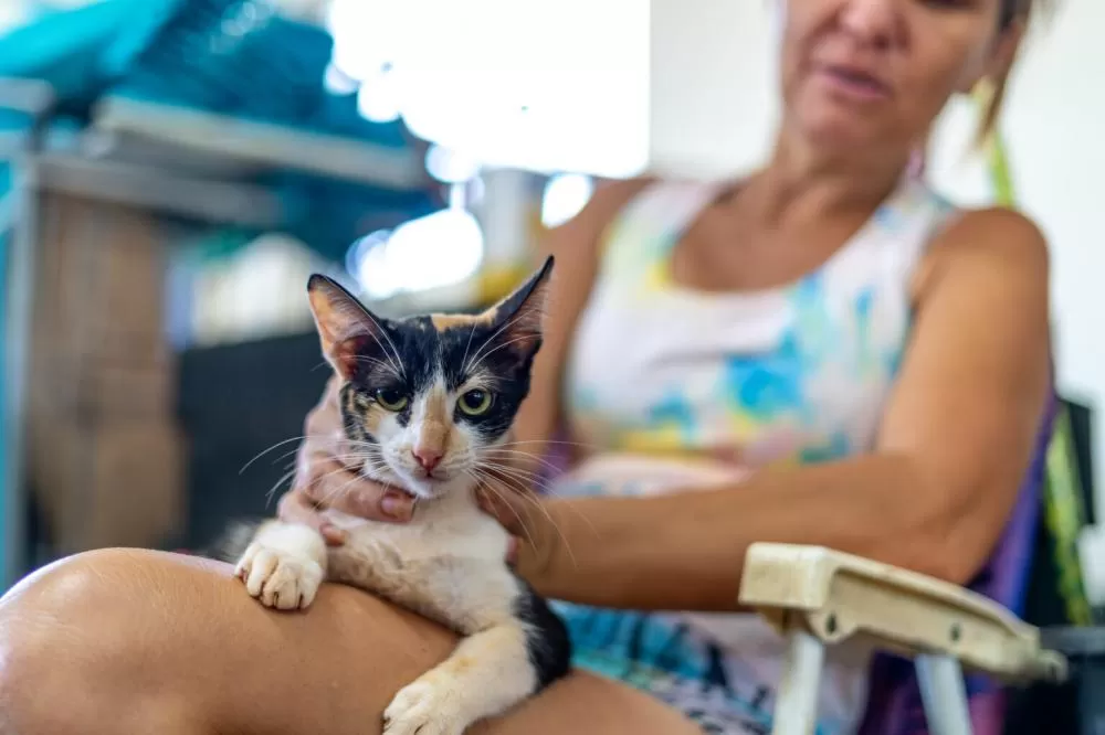 Novas castrações já estão programadas para as regiões norte, leste e oeste nos próximos meses.