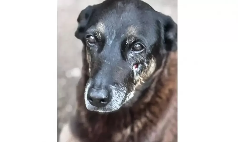 Polícia Civil de Santa Catarina