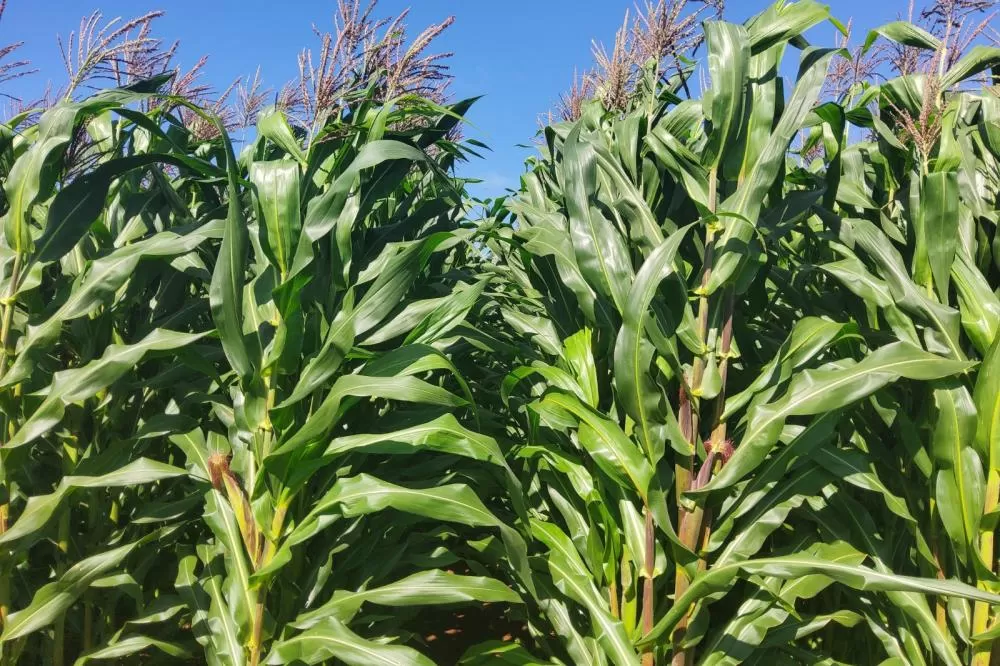 Potencial produtivo: IDR-Paraná lançará cultivar de milho branco no Show Rural Foto: IDR