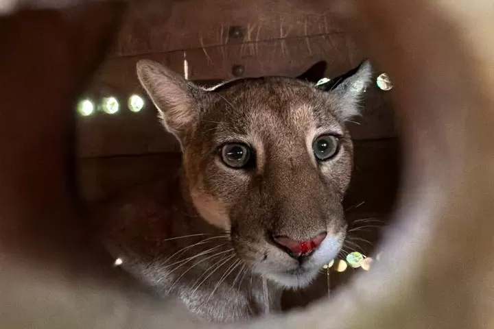 Cerca de dois dias depois de ter sido resgatada, a onça-parda jovem, encontrada em uma residência em Maringá, voltou para a natureza Foto: UniFil/BPMamb