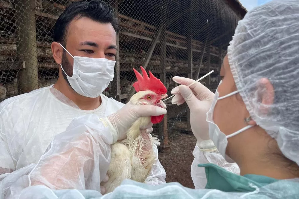 Adapar realiza ações do ciclo de vigilância ativa para Influenza Aviária e Doença de Newcastle no Paraná Foto: Adapar