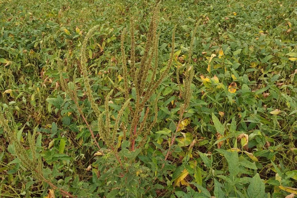 Adapar executa conjunto de ações para o combate ao Caruru-Gigante Foto: Adapar