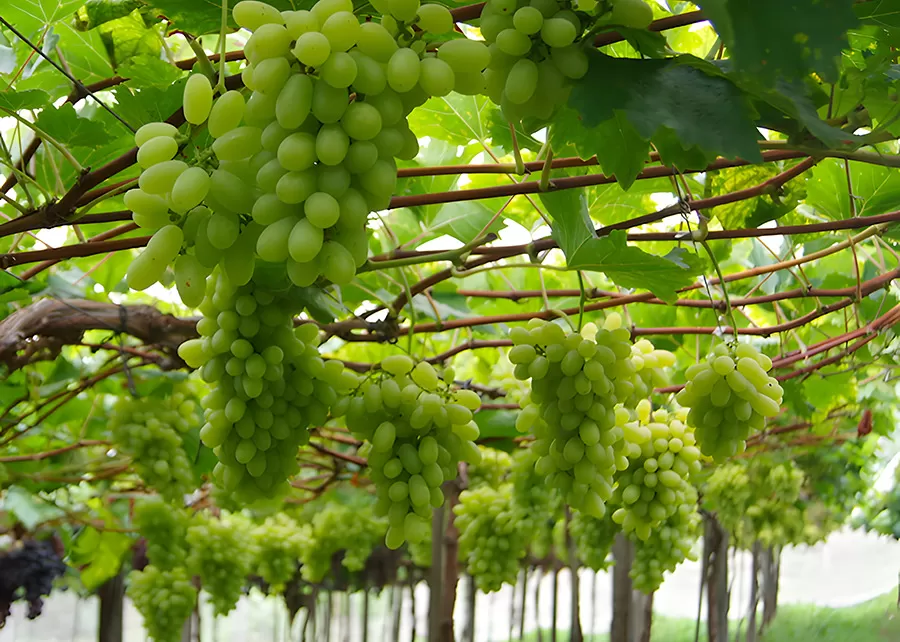 Foto: Patrícia Ritschel