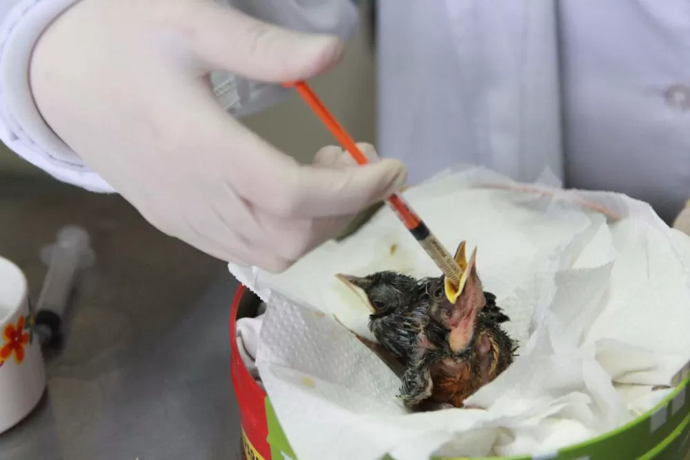 Governo do Estado registrou 6.025 atendimentos à fauna silvestre em 2025, um aumento de 61% em relação ao ano anterior. Foto: Denis Ferreira Netto/SEDEST