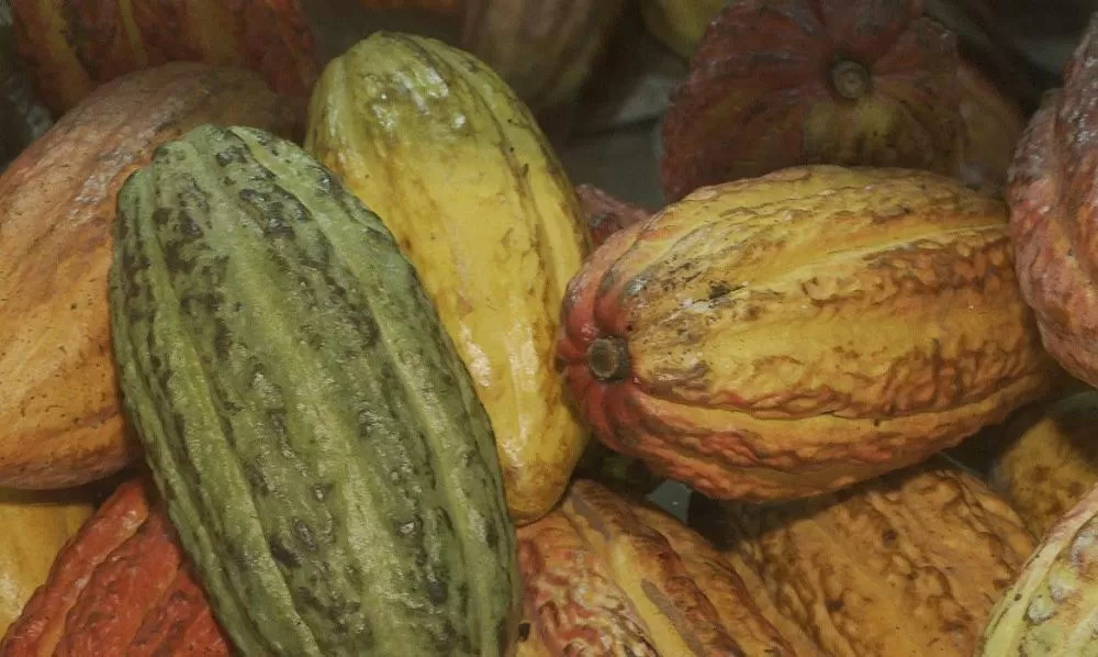 © Reprodução/ TV Brasil