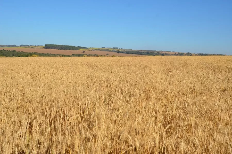 A cultivar se destaca pela maior tolerância ao déficit hídrico, ao calor e ao alumínio no solo, além de produzir elevada quantidade de palhada e ainda garantir uma excelente qualidade tecnológica de grãos. 