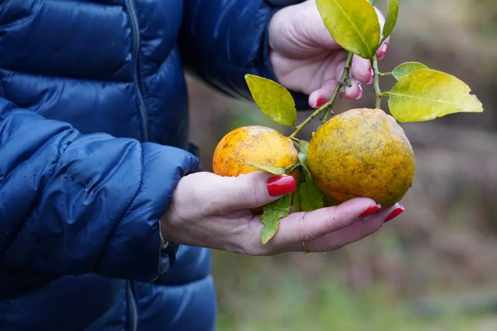 Foto: Pablo Henrique Aqsenen/Adapar