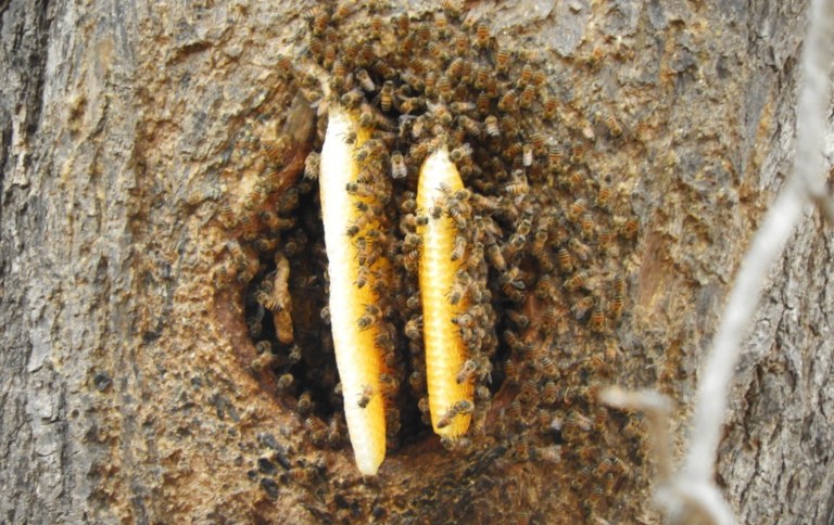 Oco de árvore ocupado por abelhas africanizadas – Foto: ICMBio