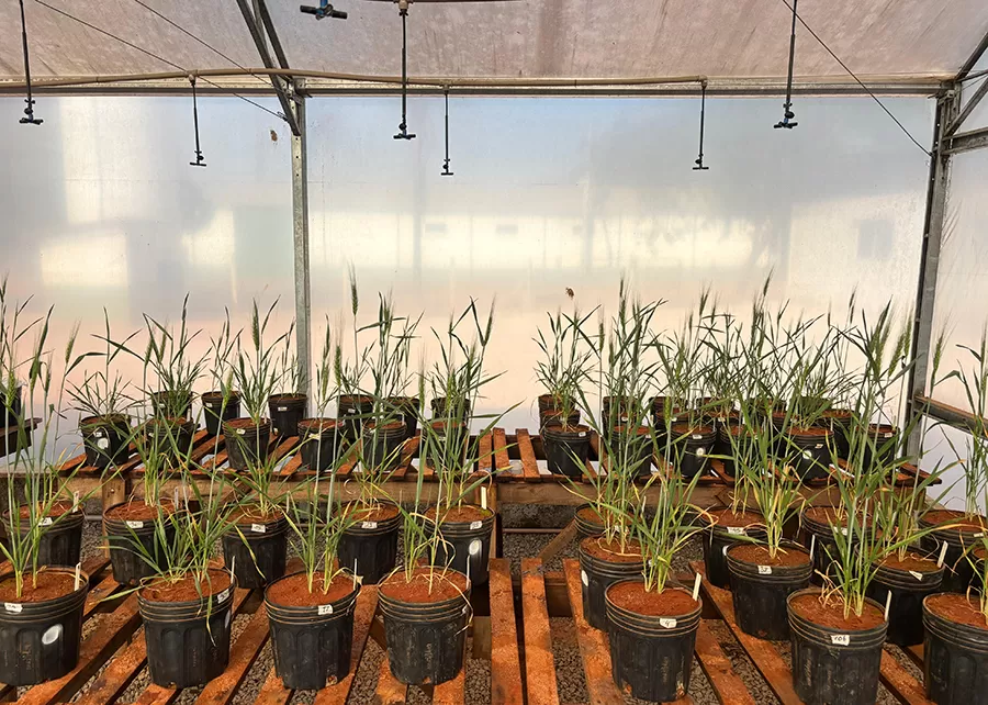 Testes com trigo em casa de vegetação mostraram crescimento radicular de até 12% - Foto: Agnaldo Chaves