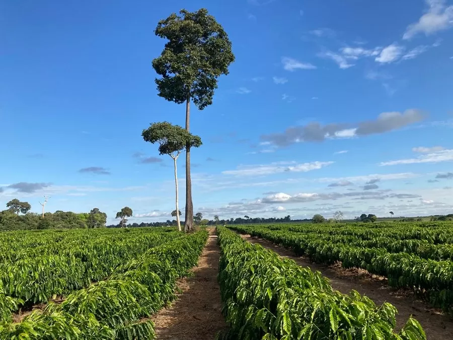 Dados territoriais apontam que a produção de café não avançou sobre as áreas de florestas e que ainda pode se expandir para regiões de pastagem. - Foto: Carlos Ronquim