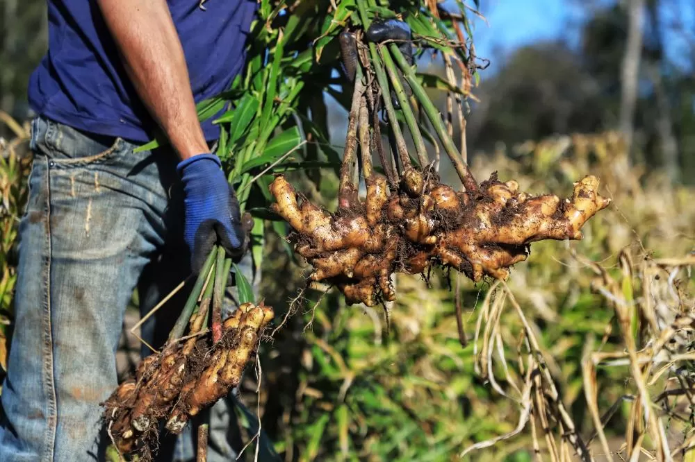 IDR-PR organiza evento nacional com foco em extensão e pesquisa agropecuária Foto: José Fernando Ogura/Arquivo AEN