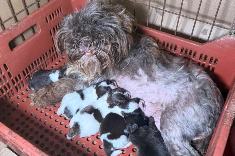 PCPR prende mulher em flagrante e resgata 80 animais em situação de maus-tratos em Curitiba Foto: PCPR