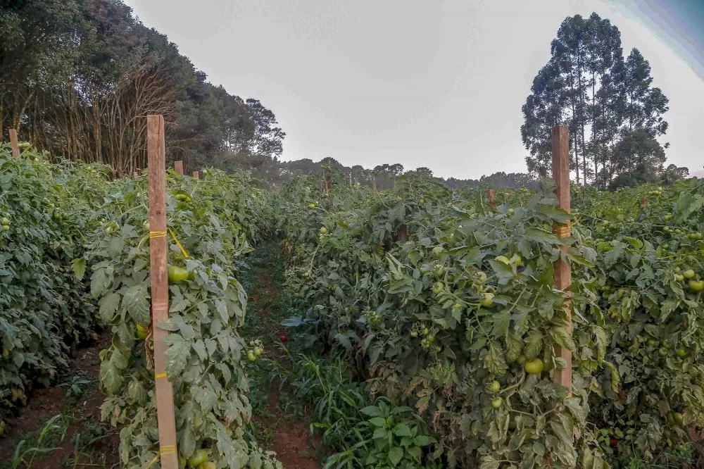 Paraná detém 3º maior rebanho de coelhos do País e segue líder na produção de feijão Foto: Gilson Abreu/Arquivo AEN